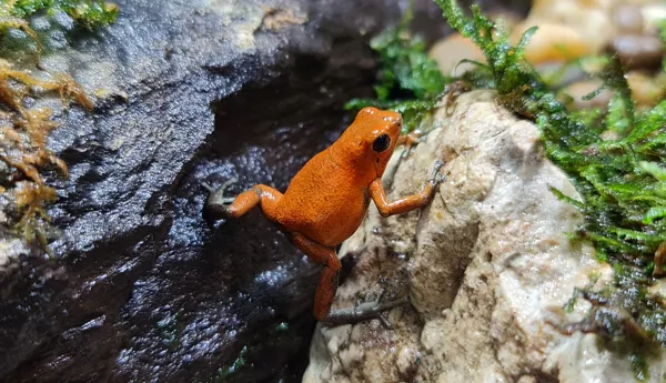 Poison Dart Frog