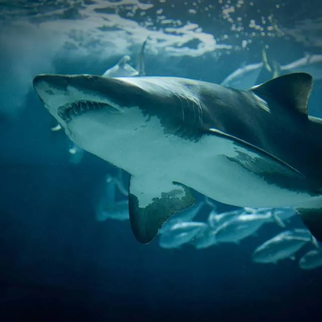 Sharks | SEA LIFE Bangkok Ocean World