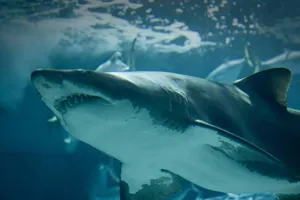 Shark Pacific Waters 34
