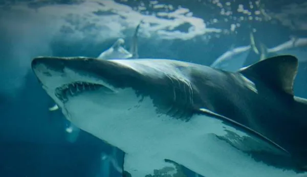 Shark Pacific Waters 34