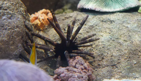 Rockpool