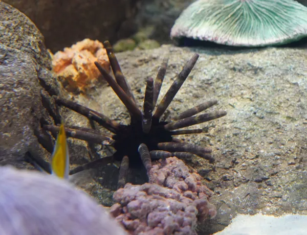 Rockpool