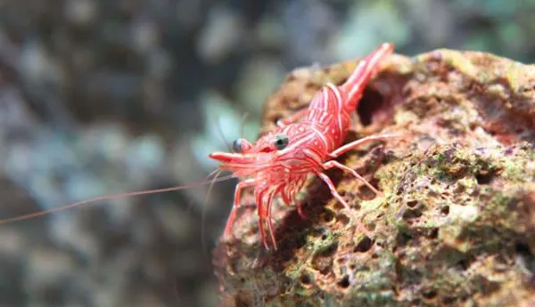 Spiny Lobster