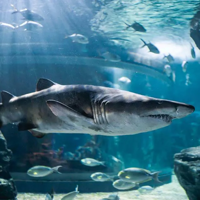 Shark feeding session at SEA LIFE Bangkok Ocean World, with visitors observing and learning about the sharks.