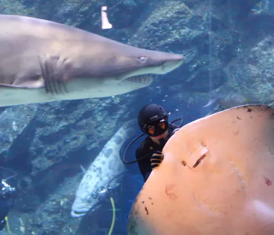 Shark And Ray