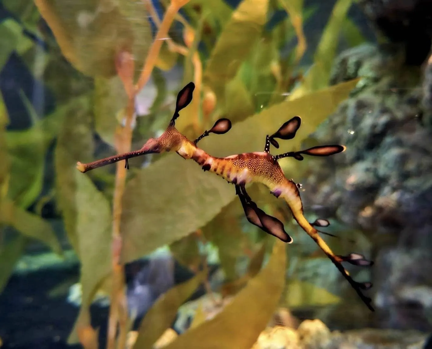 Weedy Seadragon