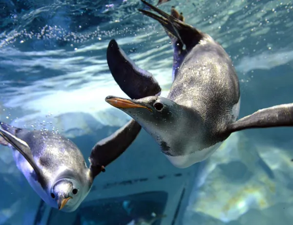 Penguin