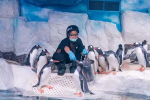 Talk And Feed Gentoo