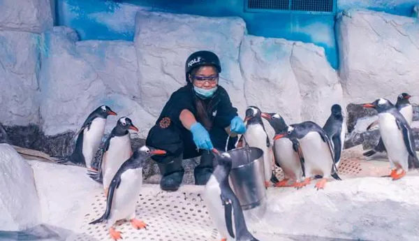 Talk And Feed Gentoo
