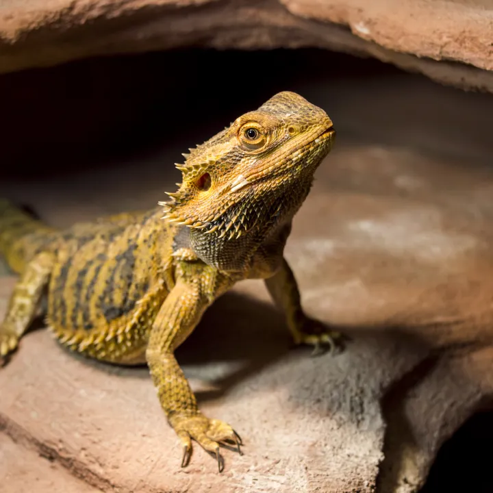 Bearded Dragon