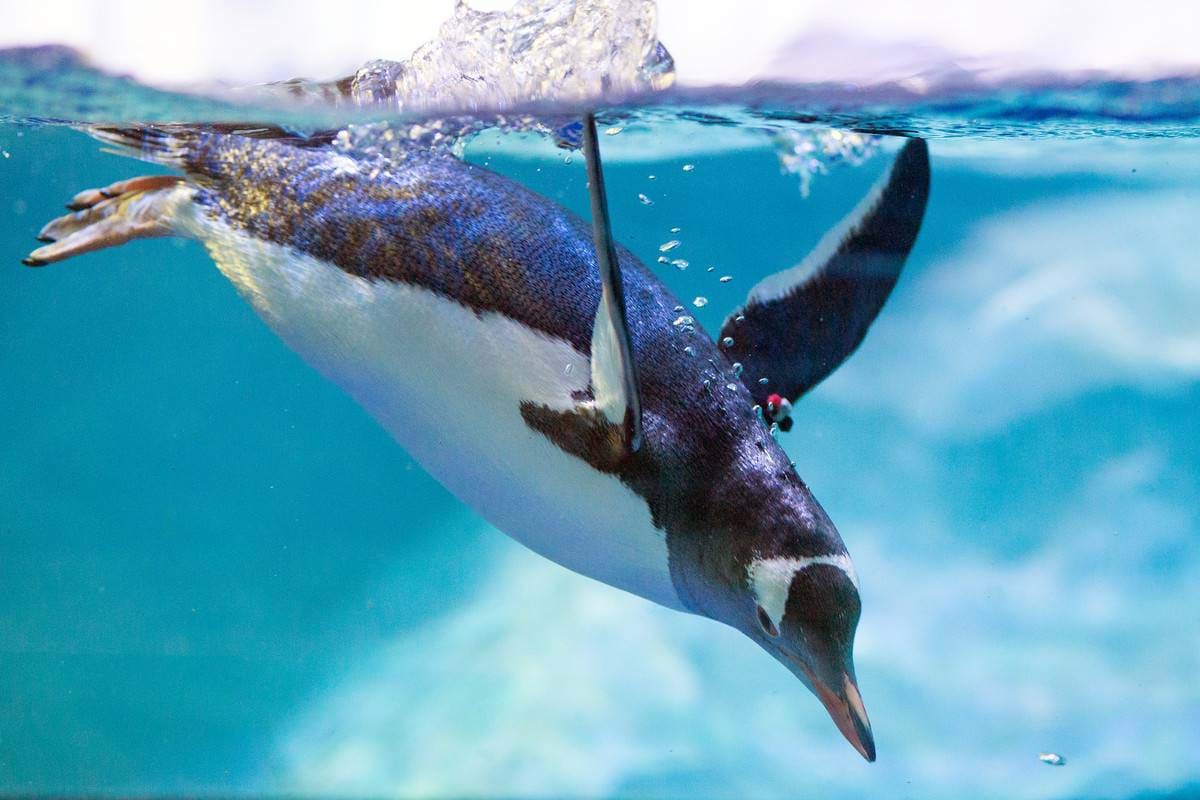 Penguins in Sea Life Bangkok Ocean World aquarium