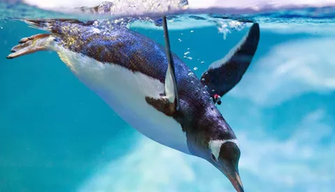 Penguins in Sea Life Bangkok Ocean World aquarium