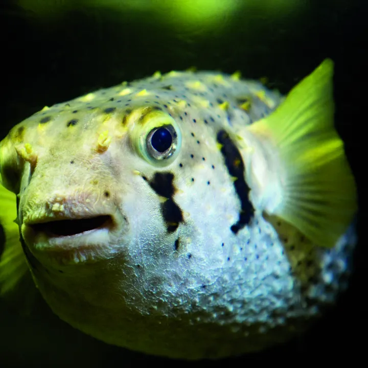 Pufferfish