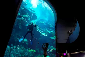 Deep sea 7-meters aquarium offer immersive underwater world experience. Mermaid Dive show available during show hours in Sea Life Bangkok Ocean World.