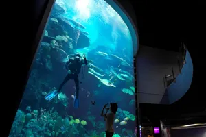 Deep sea 7-meters aquarium offer immersive underwater world experience. Mermaid Dive show available during show hours in Sea Life Bangkok Ocean World.