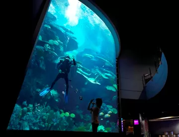 Deep sea 7-meters aquarium offer immersive underwater world experience. Mermaid Dive show available during show hours in Sea Life Bangkok Ocean World.