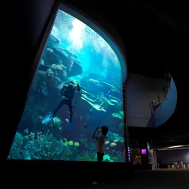 Deep sea 7-meters aquarium offer immersive underwater world experience. Mermaid Dive show available during show hours in Sea Life Bangkok Ocean World.