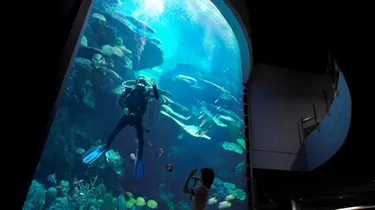 Deep sea 7-meters aquarium offer immersive underwater world experience. Mermaid Dive show available during show hours in Sea Life Bangkok Ocean World.