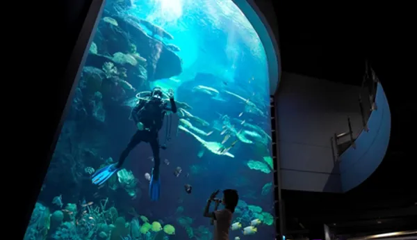 Deep sea 7-meters aquarium offer immersive underwater world experience. Mermaid Dive show available during show hours in Sea Life Bangkok Ocean World.