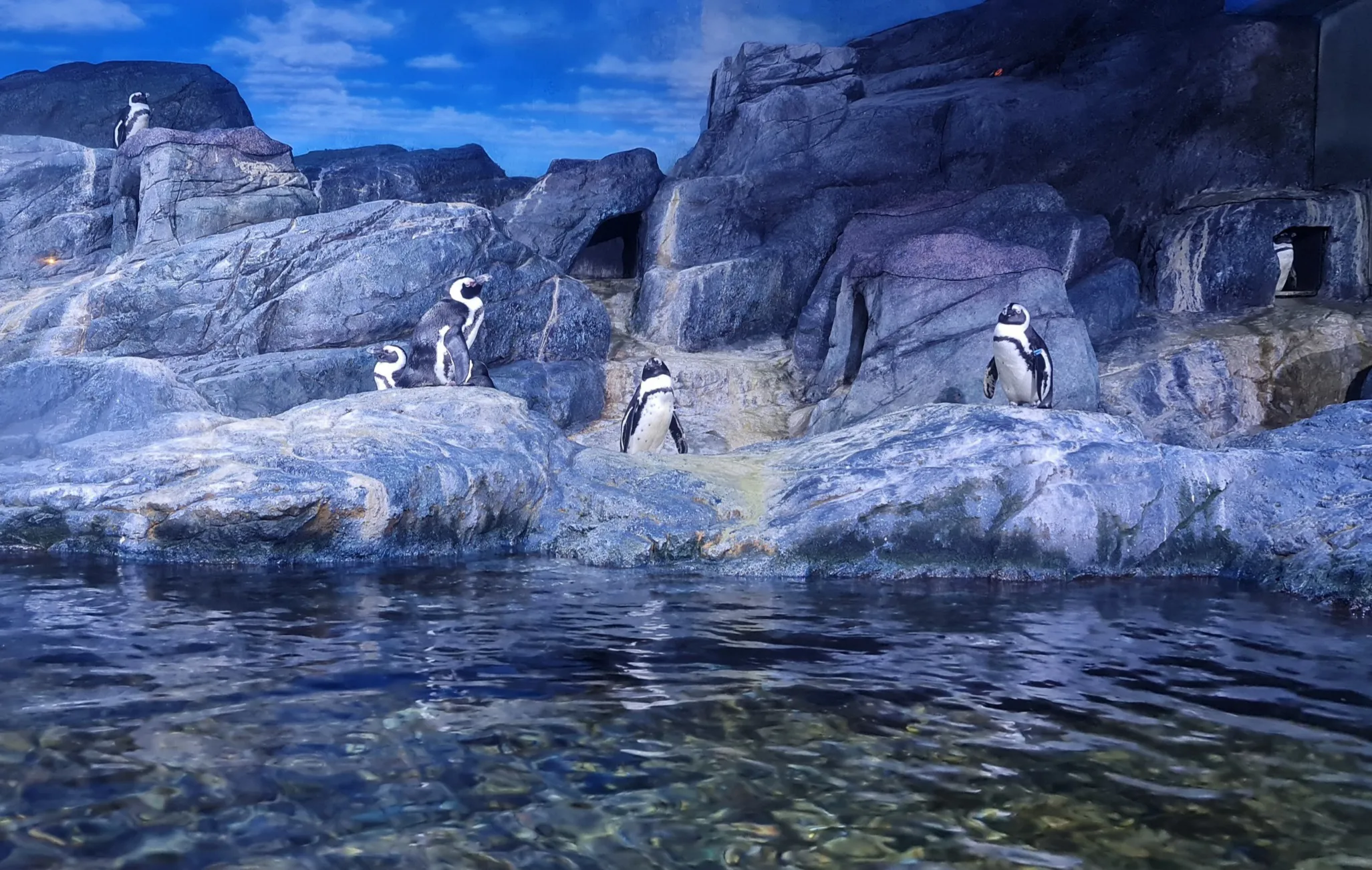 Jackass Penguins