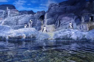 Jackass Penguins