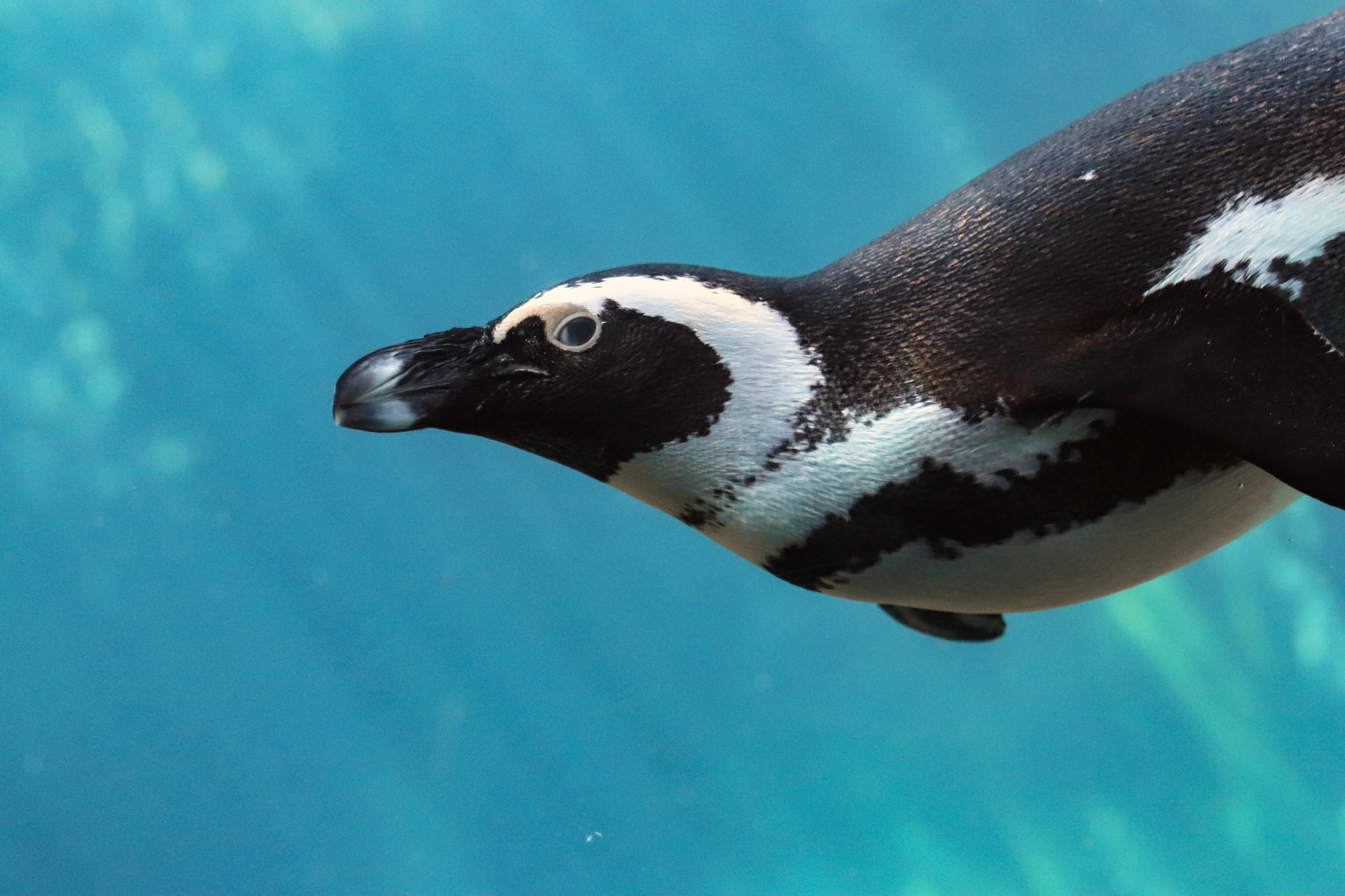 Jackass Penguin