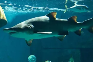 The majestic Sand Tiger Shark - a captivating ocean predator at SEA LIFE Bangkok Ocean World.