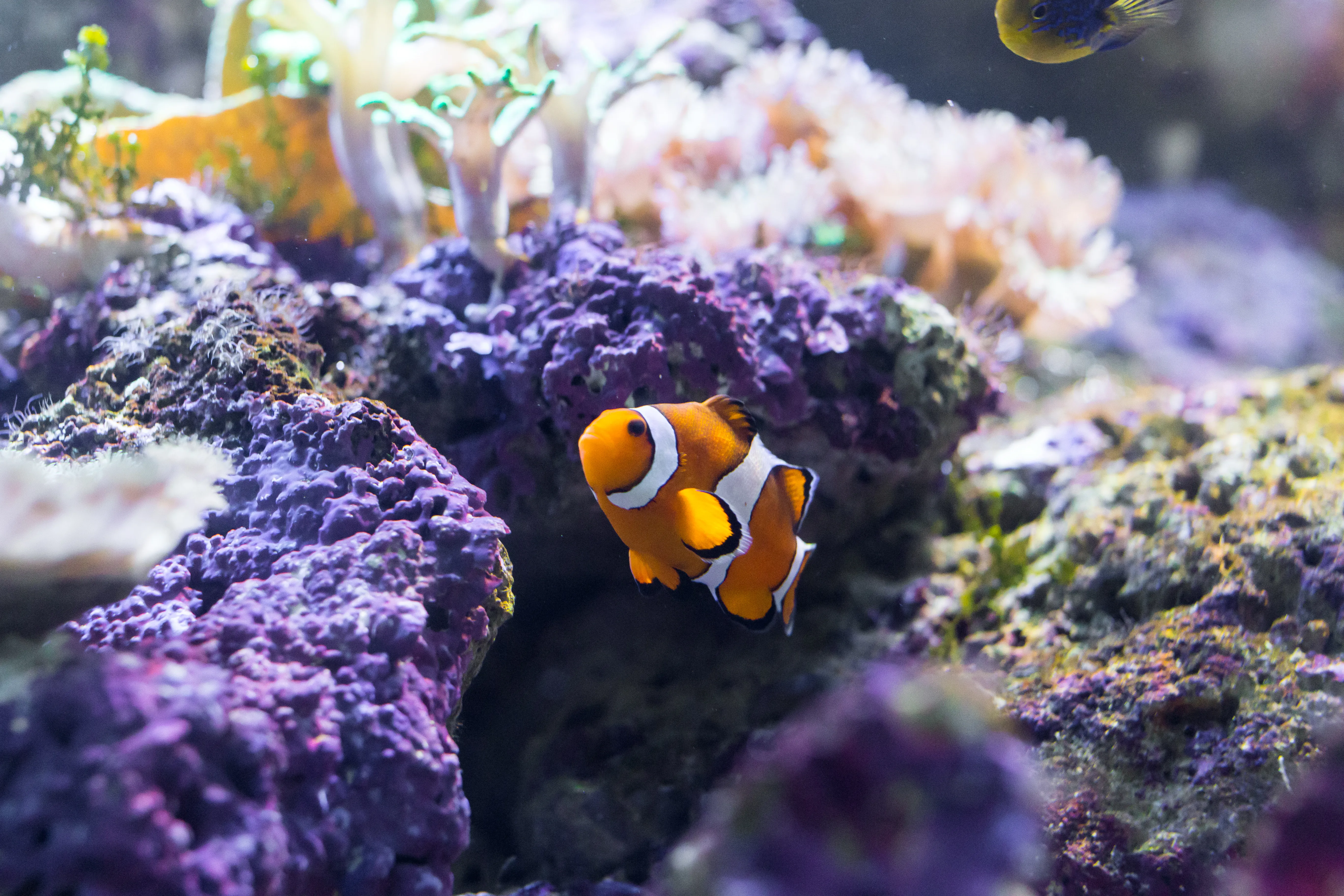 Clown Fish IMG 0310
