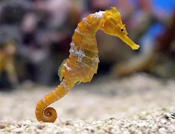 A yellow seahorse gracefully swimming in its aquatic habitat at SEA LIFE Bangkok Ocean World.