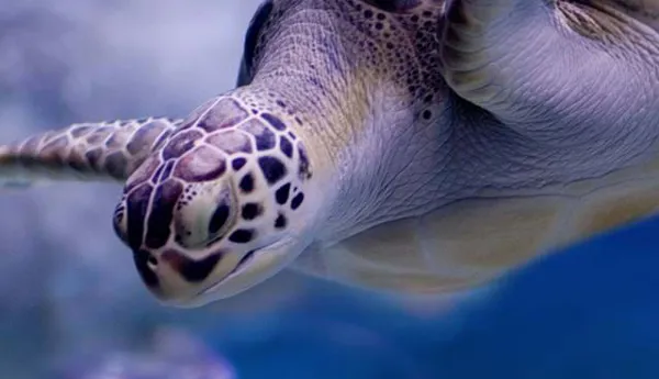 Sea Turtle