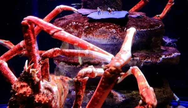 Giant Spider Crab