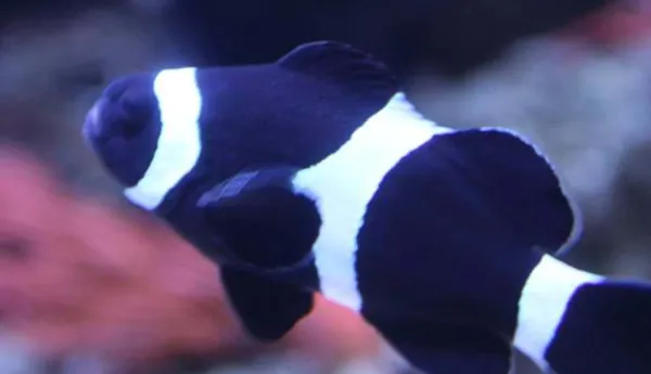 Clownfish BK