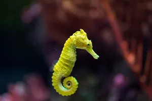 Seahorse Yellow