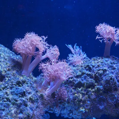 珊瑚礁区 Sea Life 曼谷海洋世界