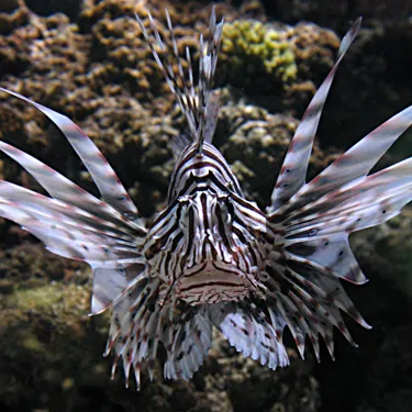 7281 Pterois Volitans 2
