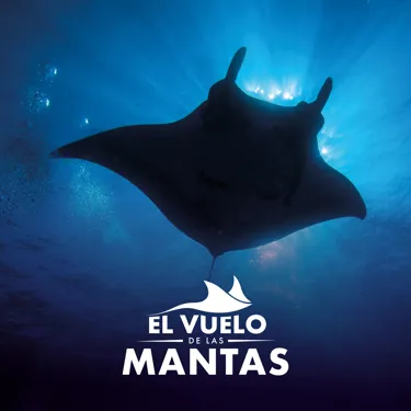 FLIGHT OF THE MANTAS EUROPEAN SPANISH SOCIAL 1