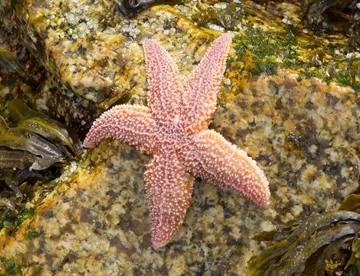 10584 Common Starfish