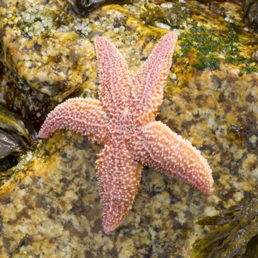 10584 Common Starfish