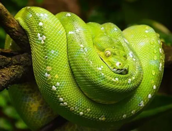 Fotolia 196557682 Piton Verde