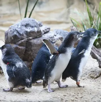 Foto Penguins 3