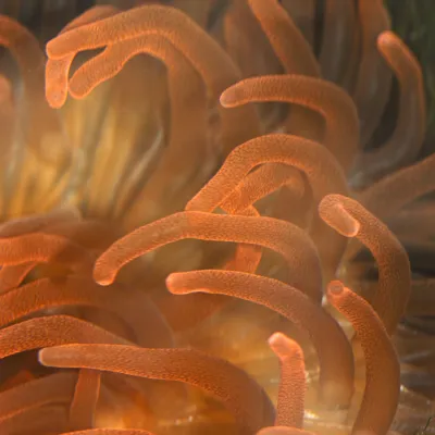 Sea Anemone