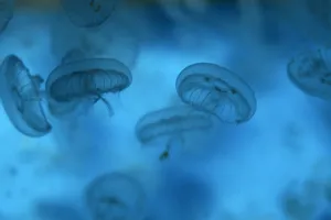 8796 Moon Jellyfish Aurelia Aurita