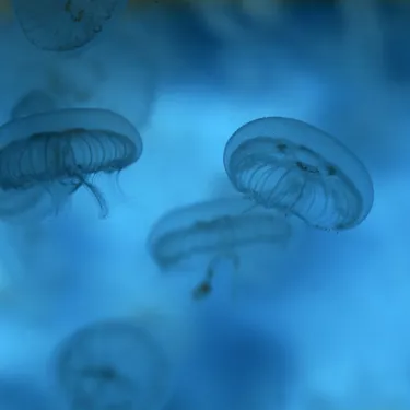 8796 Moon Jellyfish Aurelia Aurita