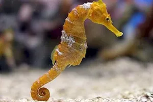 Seahorse2