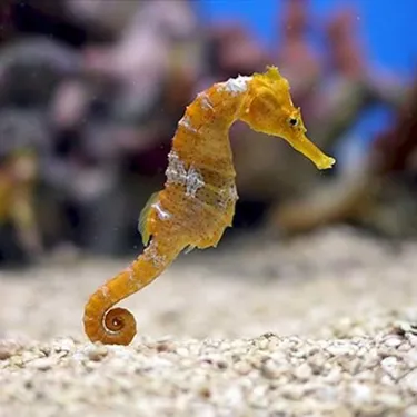 Seahorse2