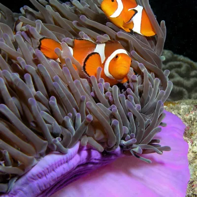 Nemo