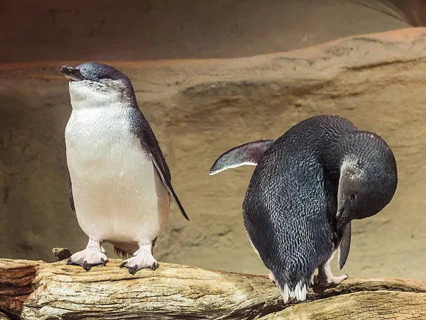 10590 Fairy Penguins (1)