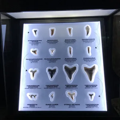 Fossil Disp.