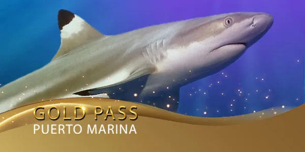 600X300 Gold (1)