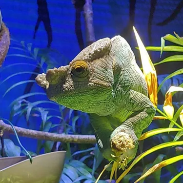 Camaleon